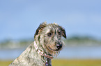 Irish Wolfhound portrait