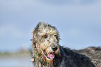 Irish Wolfhound portrait