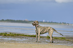 standing Irish Wolfhound
