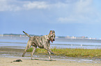 running Irish Wolfhound