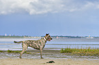 standing Irish Wolfhound