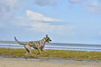 running Irish Wolfhound