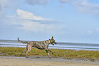 running Irish Wolfhound