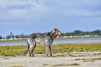 standing Irish Wolfhound