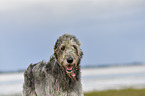 Irish Wolfhound