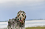 Irish Wolfhound