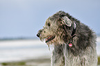 Irish Wolfhound