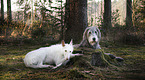 lying Irish Wolfhounds