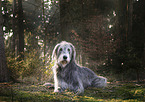 lying Irish Wolfhound