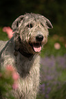 Irish Wolfhound portrait