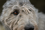 Irish Wolfhound face