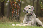 lying Irish Wolfhound