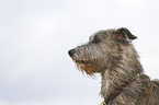 Irish Wolfhound portrait