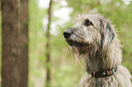 Irish Wolfhound portrait