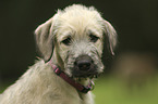 Irish Wolfhound Puppy portrait