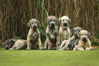 Irish Wolfhound Puppies