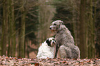 sighthound and Tibetan Terrier