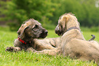 sighthound puppies