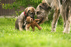 sighthound puppies