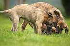 sighthound puppies