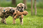 sighthound puppies