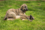 sighthound puppies
