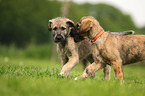 sighthound puppies