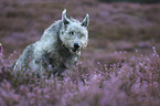 running Irish Wolfhound