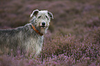 Irish Wolfhound in the heather