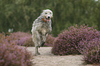 running Irish Wolfhound