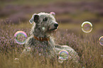 Irish Wolfhound in the heather