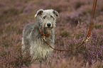 Irish Wolfhound in the heather