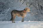 standing Irish Wolfhound