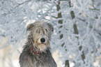 Irish Wolfhound portrait