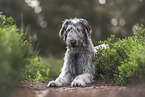 male Irish Wolfhound