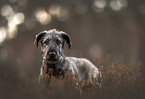 Irish Wolfhound Puppy