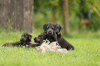 Irish Wolfhound Puppies