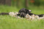 Irish Wolfhound Puppy