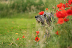 Irish Wolfhound