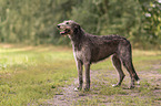 Irish Wolfhound