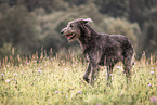 Irish Wolfhound