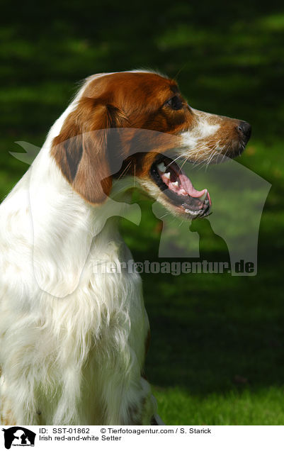 Irish red-and-white Setter / SST-01862