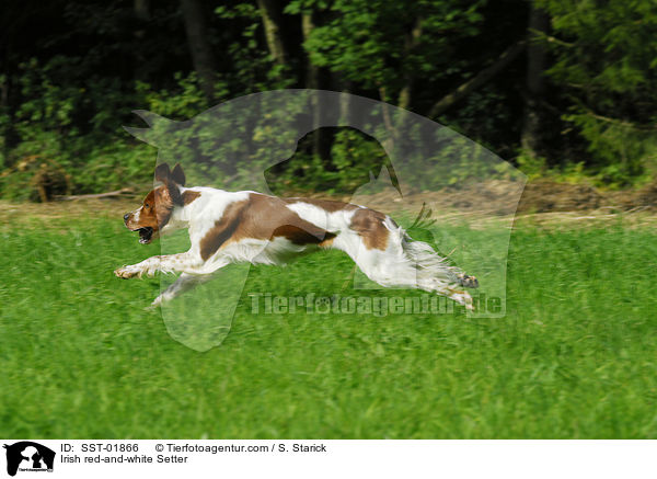 Irish red-and-white Setter / Irish red-and-white Setter / SST-01866
