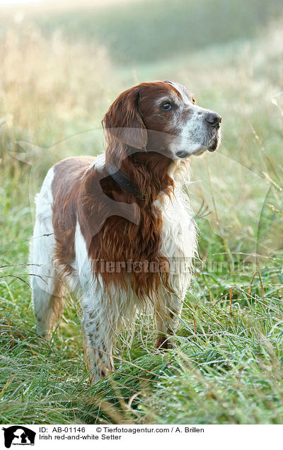 Irish red-and-white Setter / Irish red-and-white Setter / AB-01146