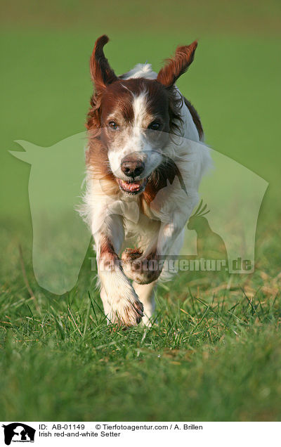 Irish red-and-white Setter / Irish red-and-white Setter / AB-01149