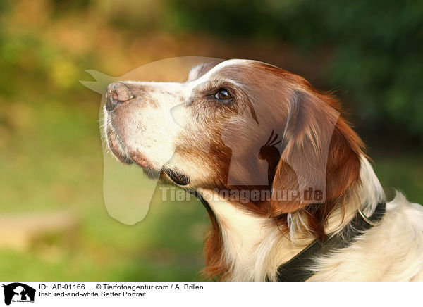 Irish red-and-white Setter Portrait / Irish red-and-white Setter Portrait / AB-01166