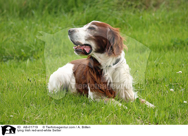 liegender Irish red-and-white Setter / lying Irish red-and-white Setter / AB-01719