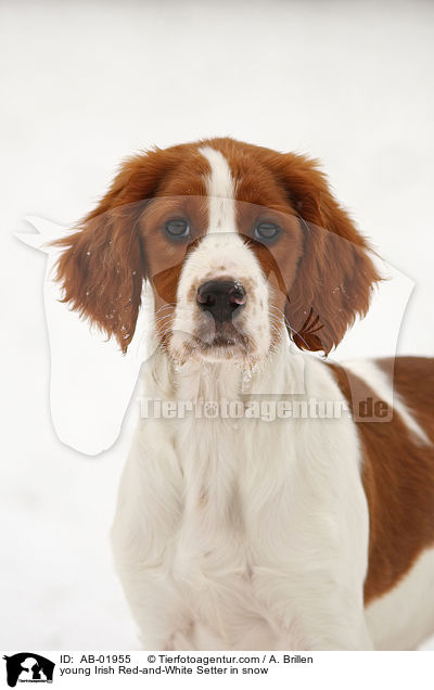 junger Irish Red-and-White Setter im Schnee / young Irish Red-and-White Setter in snow / AB-01955