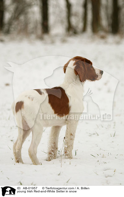 junger Irish Red-and-White Setter im Schnee / young Irish Red-and-White Setter in snow / AB-01957