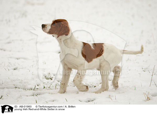 junger Irish Red-and-White Setter im Schnee / young Irish Red-and-White Setter in snow / AB-01960